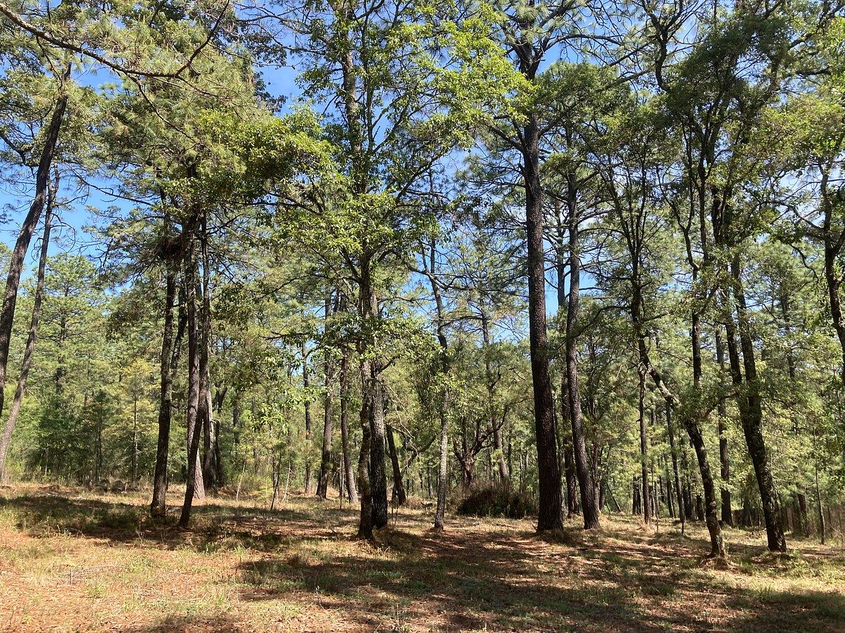 Lote em Los Espinos, Tapalpa, foto 2 de 21