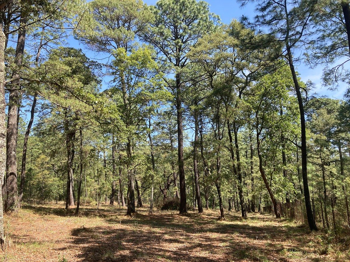 Lote em Los Espinos, Tapalpa, foto 4 de 21