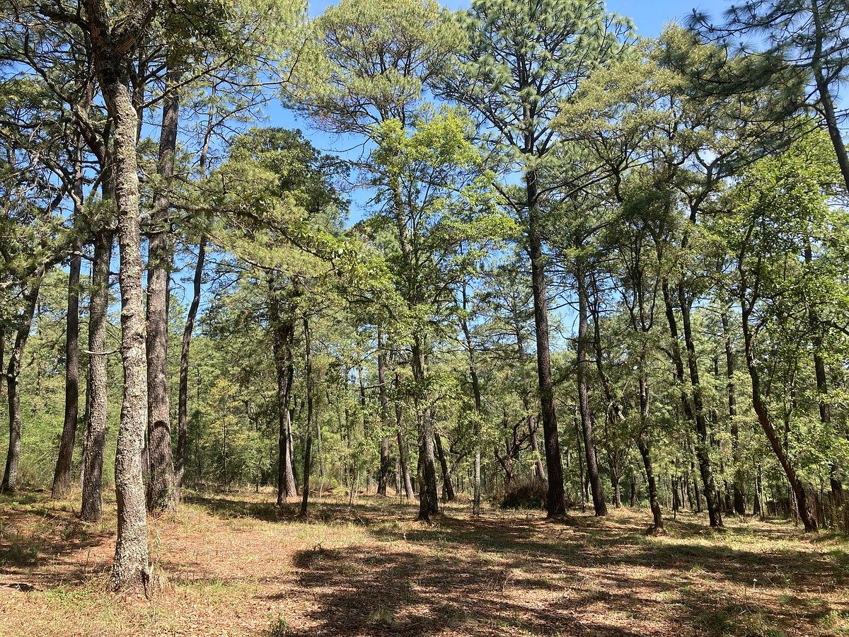Lote em Los Espinos, Tapalpa, foto 5 de 21