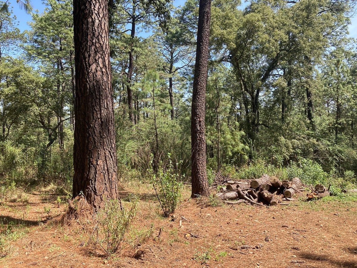 Lote em Los Espinos, Tapalpa, foto 11 de 21