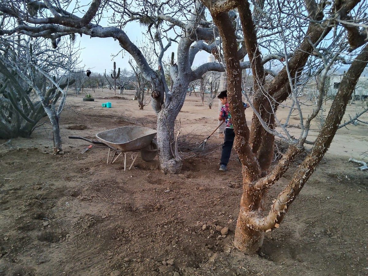 Lot in El Pescadero, La Paz, photo 3 of 28