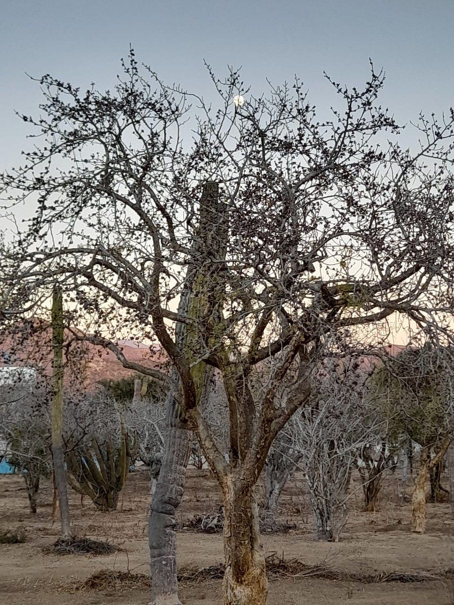 Lot in El Pescadero, La Paz, photo 6 of 28