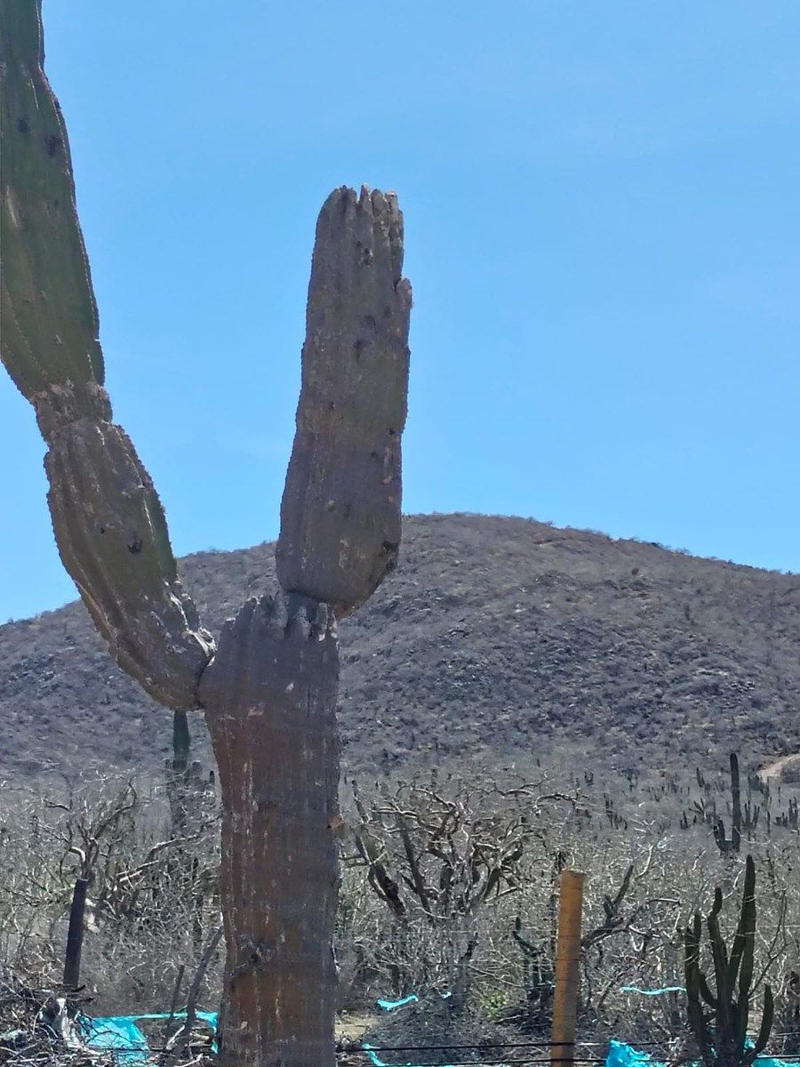 Lot in El Pescadero, La Paz, photo 16 of 28