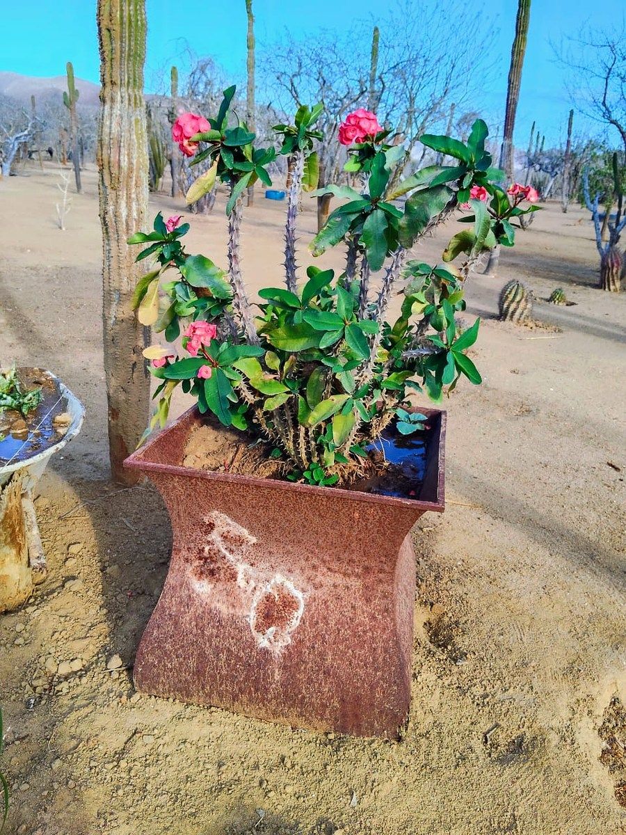Lot in El Pescadero, La Paz, photo 19 of 28