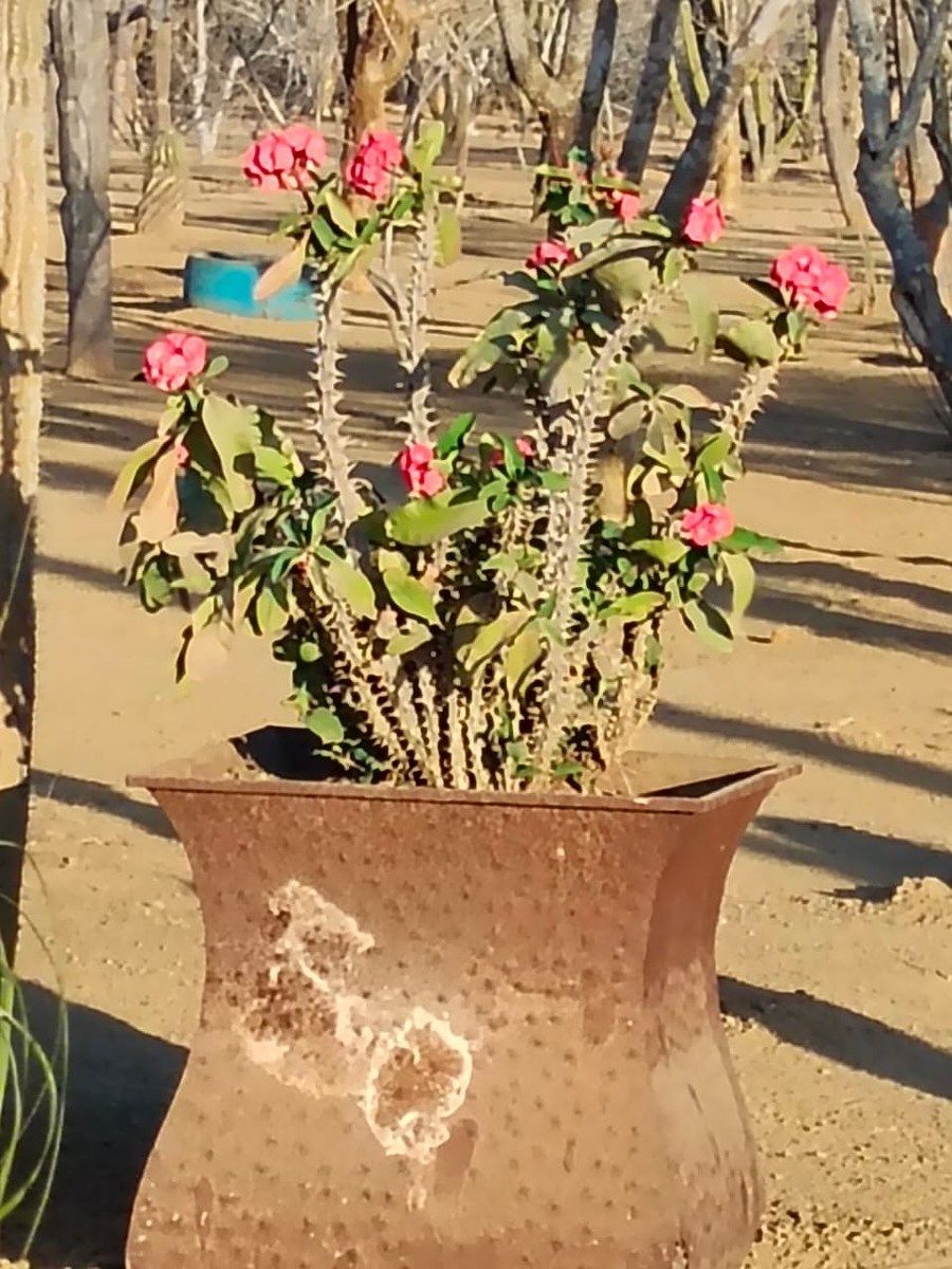Lot in El Pescadero, La Paz, photo 21 of 28