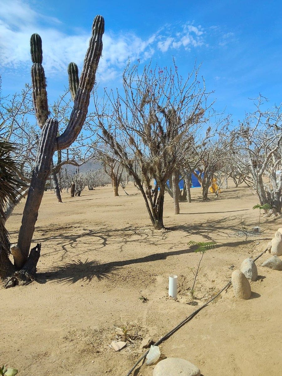 Lot in El Pescadero, La Paz, photo 24 of 28
