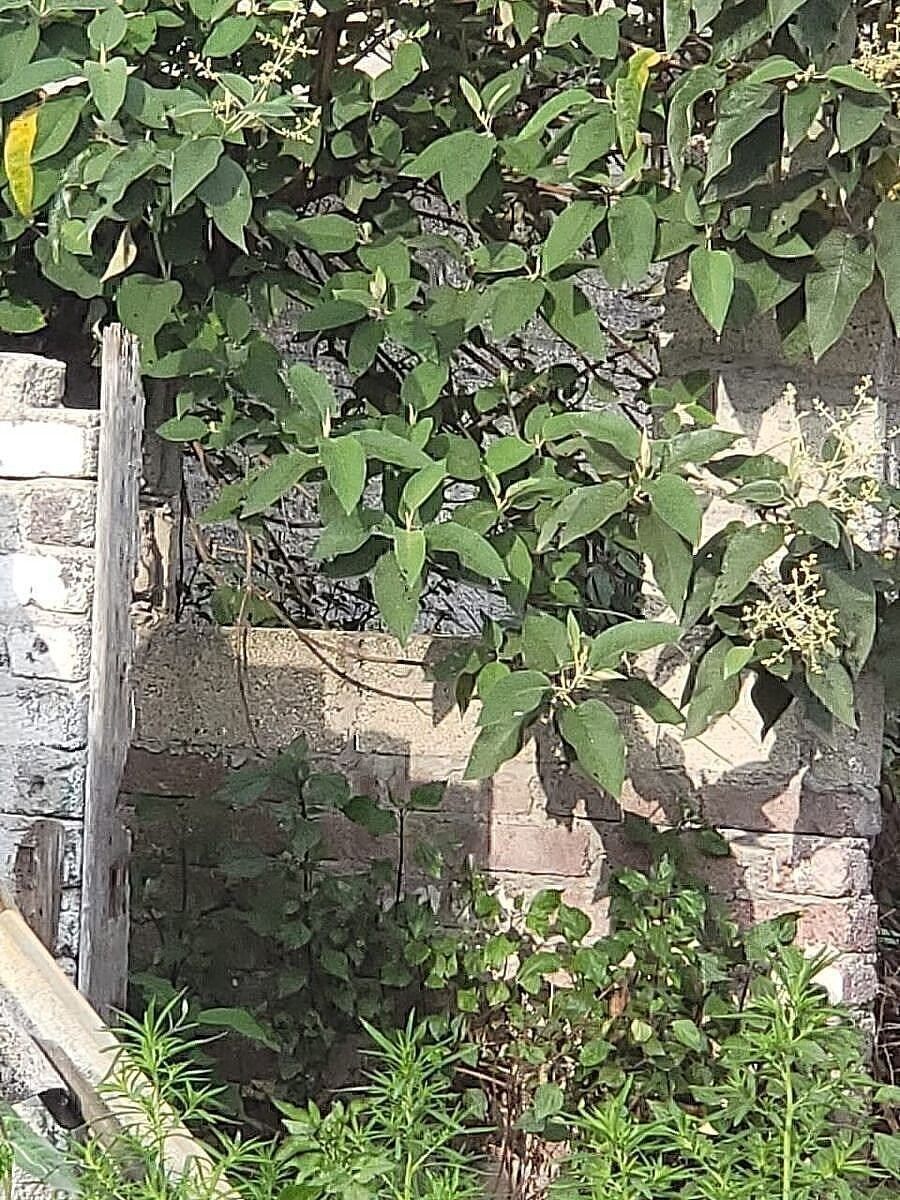 Terreno en Jardines de Morelos 5a Sección, Ecatepec de Morelos, foto 5 de 6