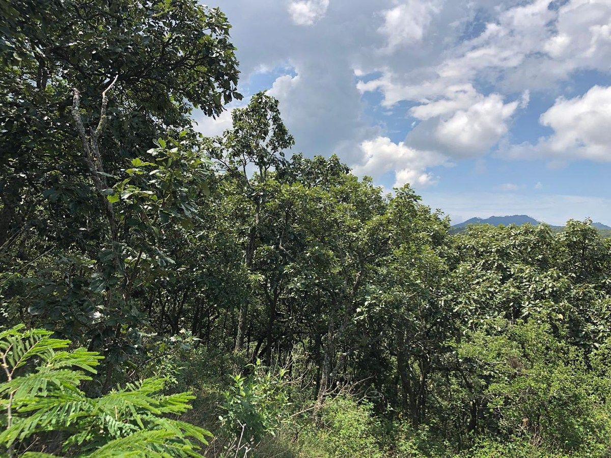 Terreno en Tapalpa, Tapalpa, foto 4 de 5