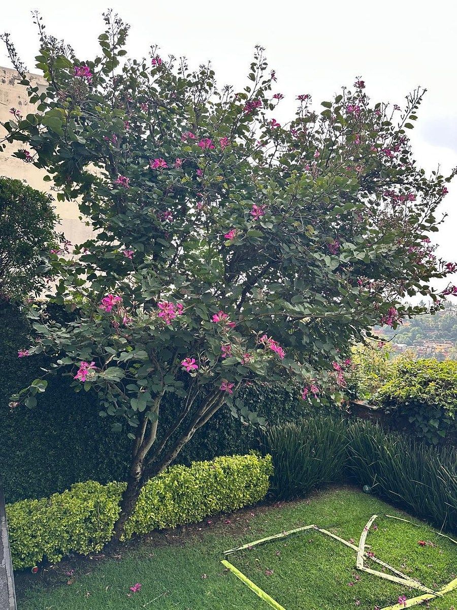 Casa en Lomas de las Águilas, Álvaro Obregón, foto 19 de 24