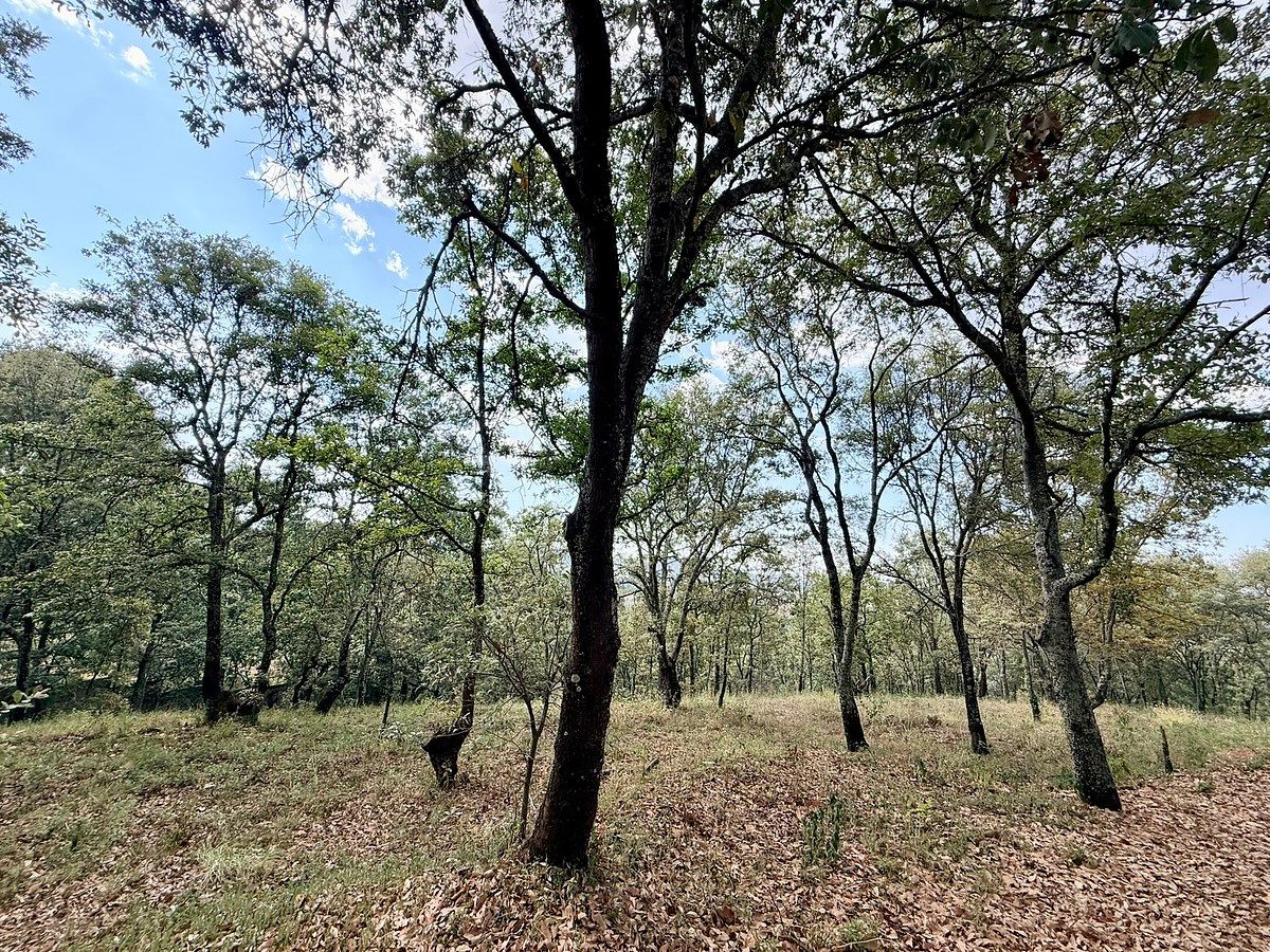 Terreno en Mazamitla, Mazamitla, foto 8 de 17