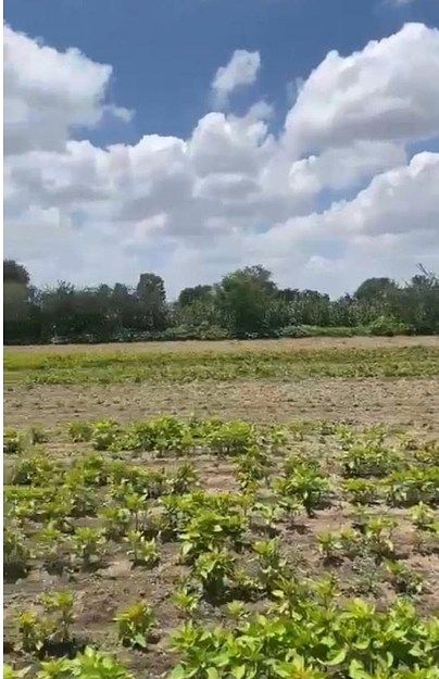Lote em Alamedas de Zalatitán, Tonalá, foto 3 de 5