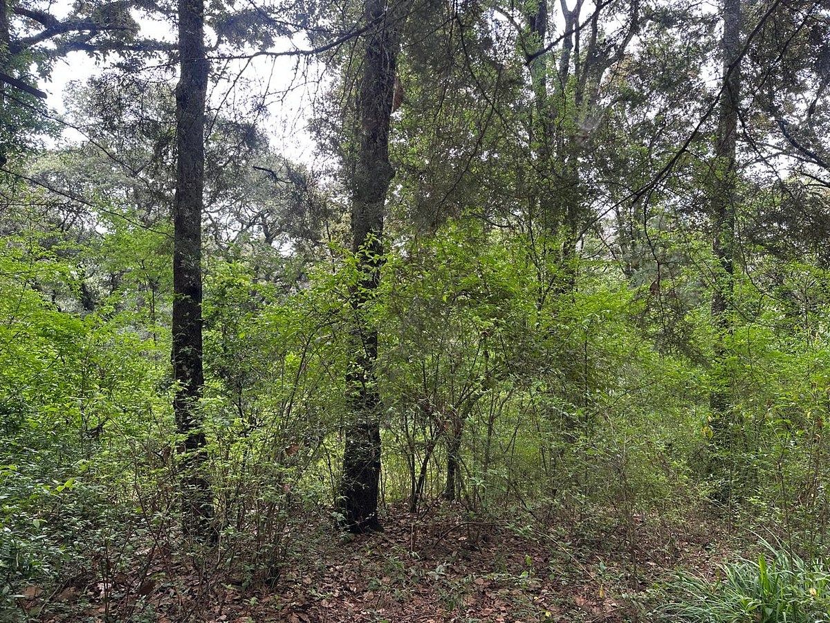 Lote em Los Alcanfores, San Cristóbal de Las Casas, foto 8 de 9