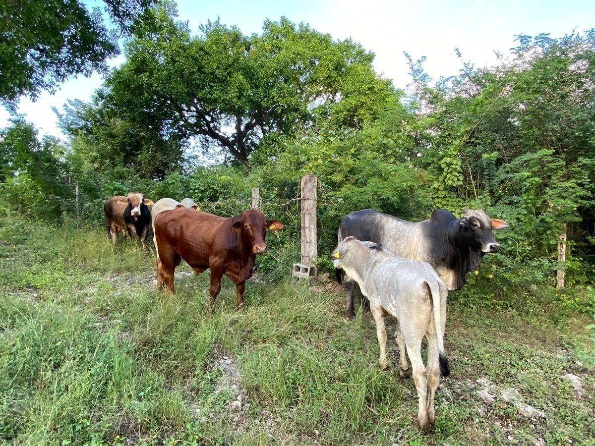 Ranch in Sotuta, Sotuta, photo 10 of 24