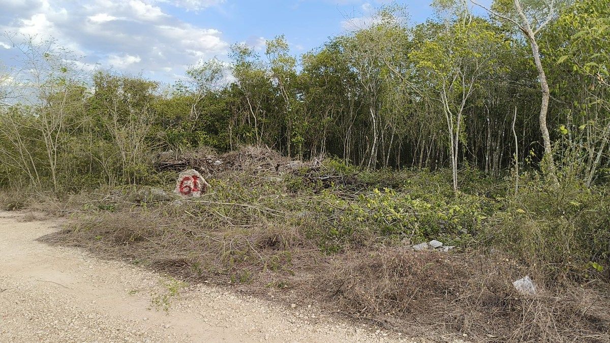 ¡Oportunidad única de inversión en San Ignacio, Progreso, Yucatán! 🌳✨, foto 1 de 5