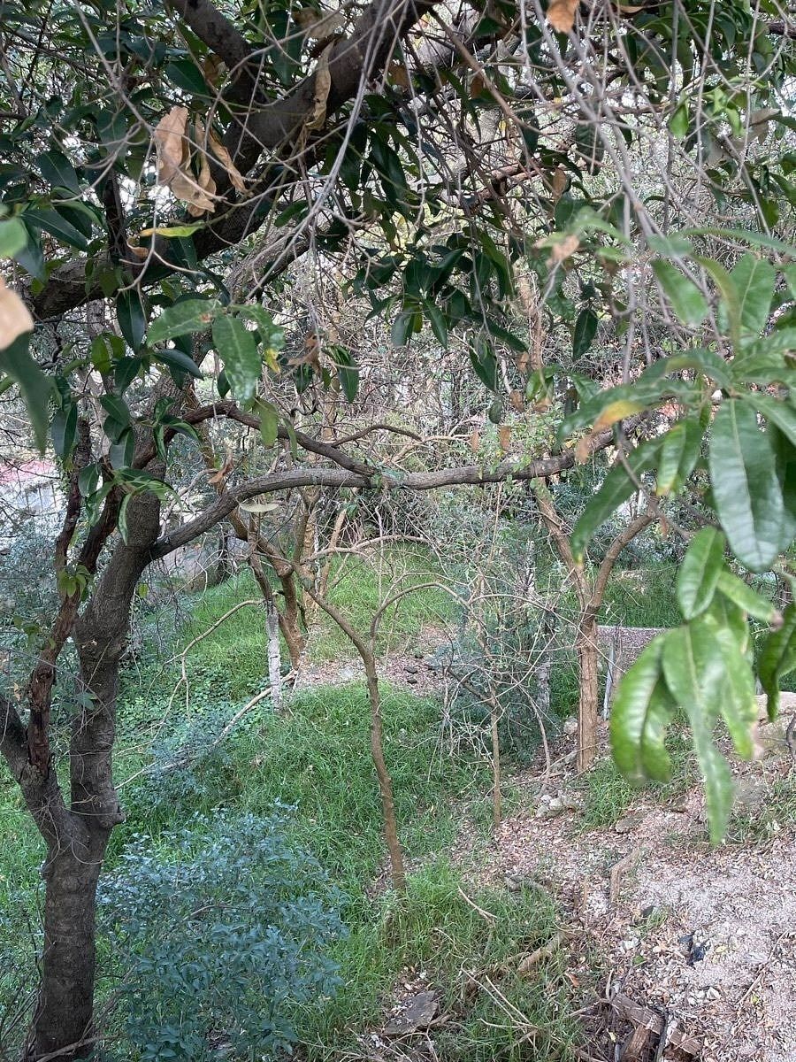 Terreno en Cuajimalpa, Cuajimalpa de Morelos, foto 15 de 15
