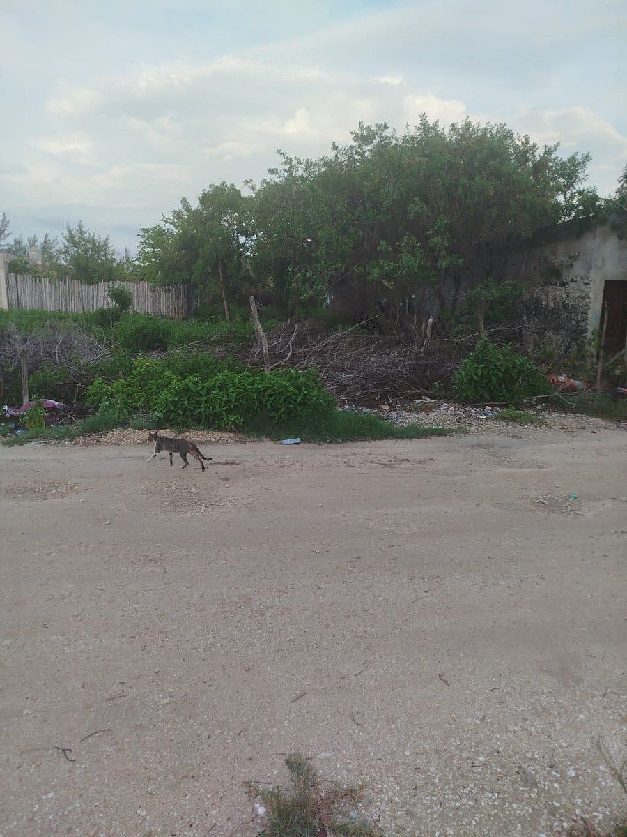 Terreno en Celestun, Celestún, foto 7 de 11