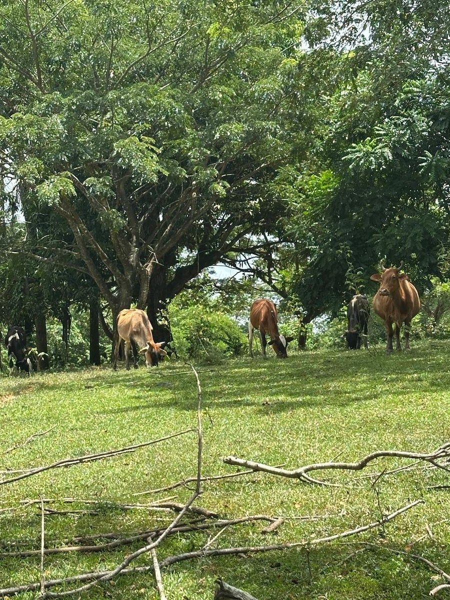 Finca en Bayaguana, foto 2 de 7