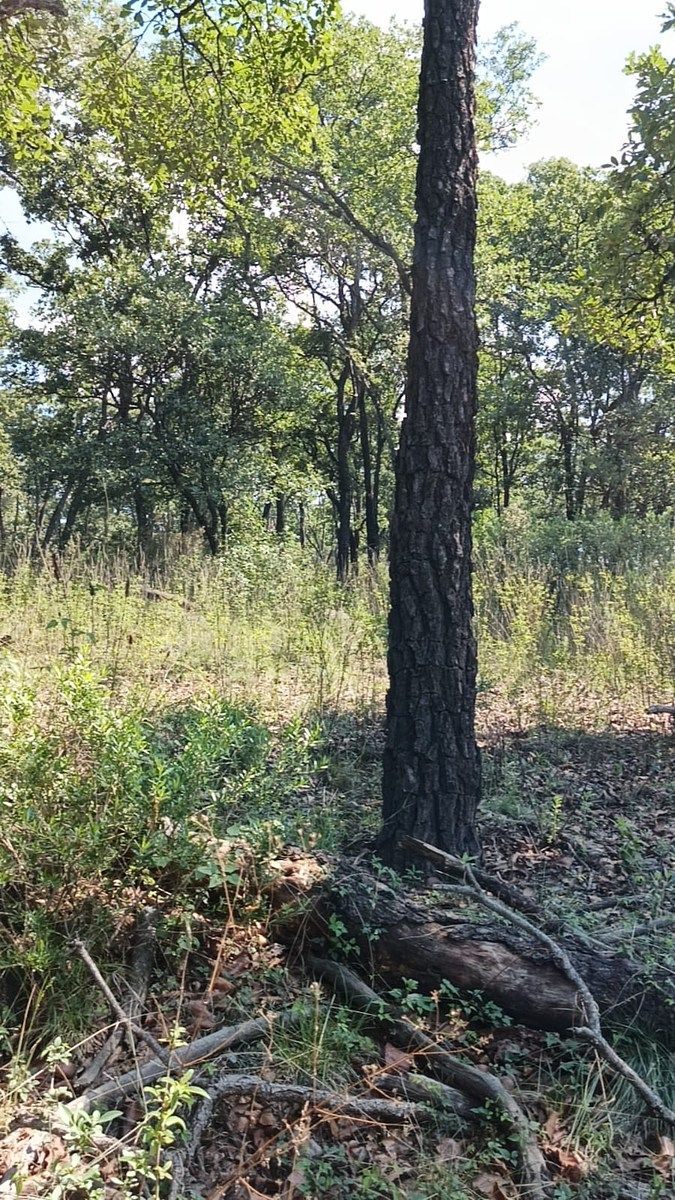 Terreno en La Arrastradera, Villa del Carbón, foto 11 de 34