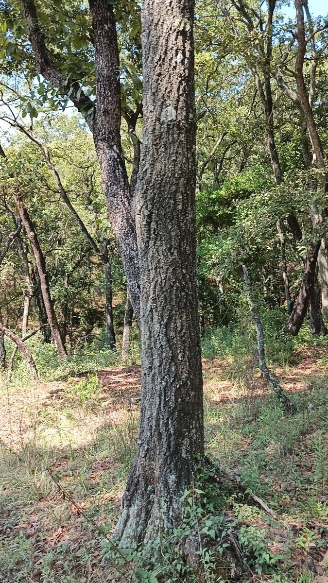 Terreno en La Arrastradera, Villa del Carbón, foto 23 de 34