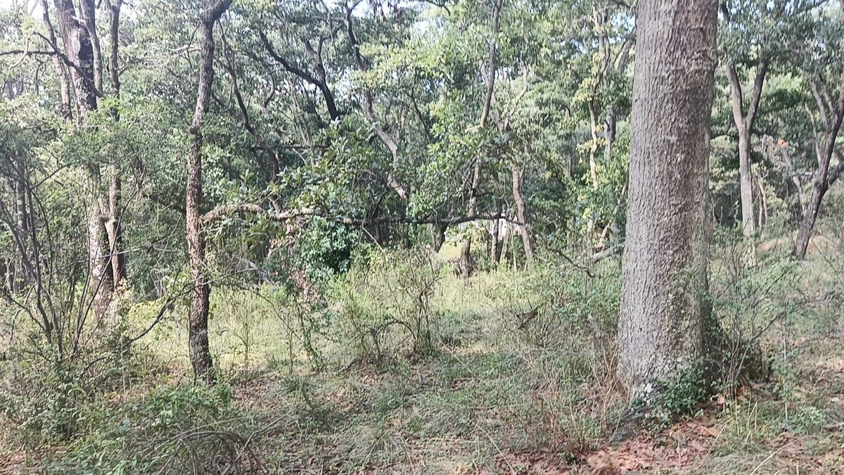 Terreno en La Arrastradera, Villa del Carbón, foto 10 de 17