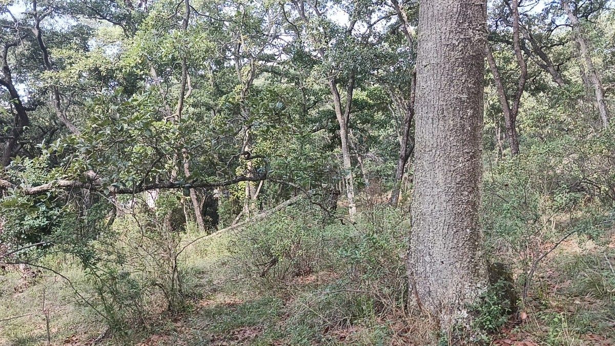 Terreno en La Arrastradera, Villa del Carbón, foto 12 de 17