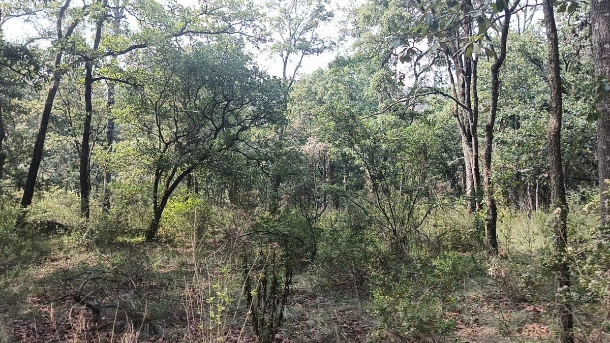 Terreno en La Arrastradera, Villa del Carbón, foto 13 de 17