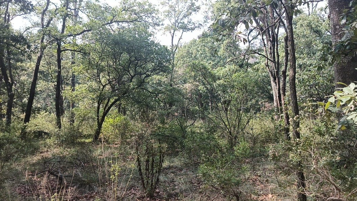 Terreno en La Arrastradera, Villa del Carbón, foto 14 de 17