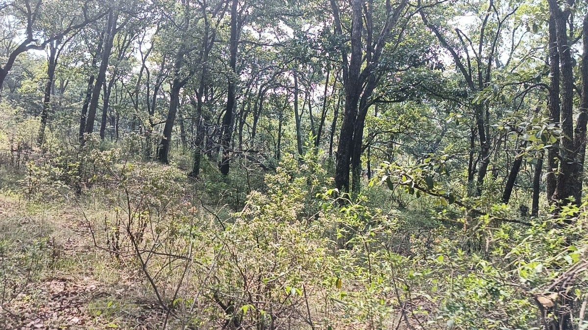 Terreno en La Arrastradera, Villa del Carbón, foto 15 de 17