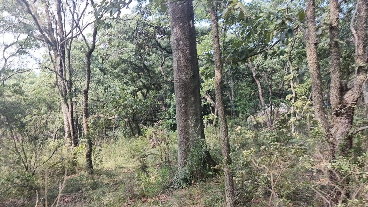 Terreno en La Arrastradera, Villa del Carbón, foto 16 de 17
