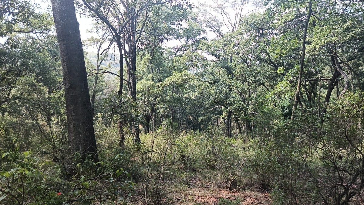Terreno en La Arrastradera, Villa del Carbón, foto 17 de 17
