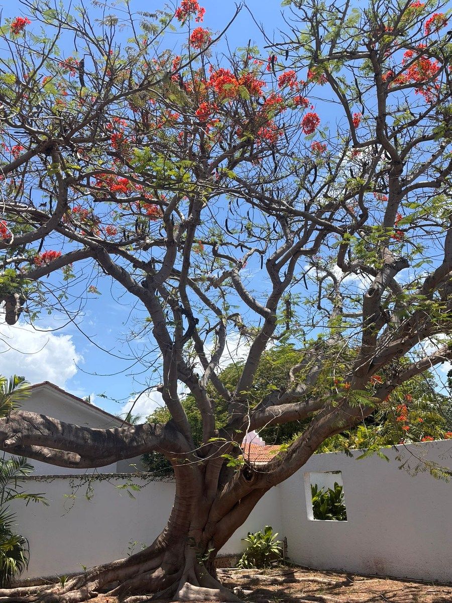 Casa en Chuburna de Hidalgo, Mérida, foto 13 de 19