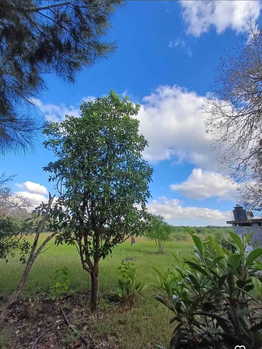 Lote em Los Nogales, Linares, foto 3 de 21