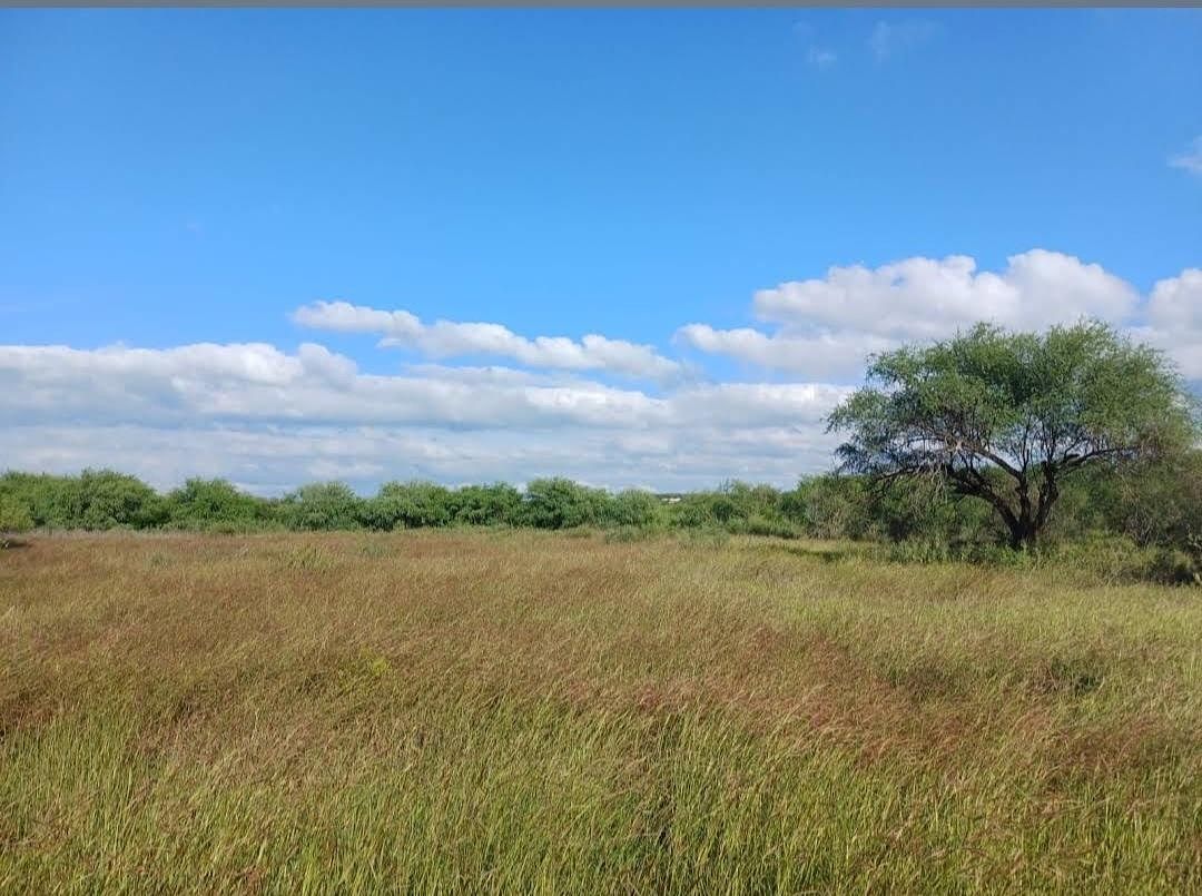 Lote em Los Nogales, Linares, foto 14 de 21