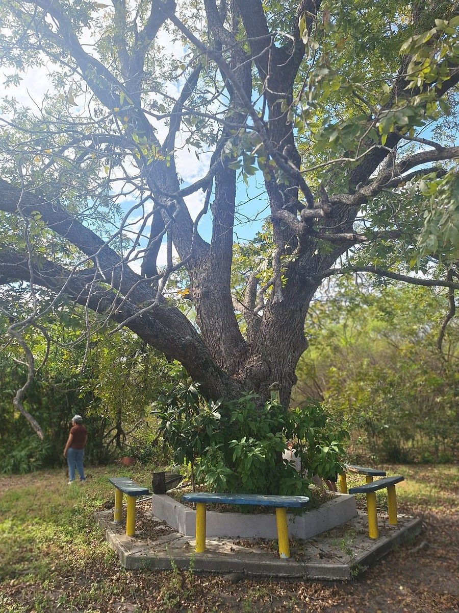 Lote em Los Nogales, Linares, foto 10 de 21
