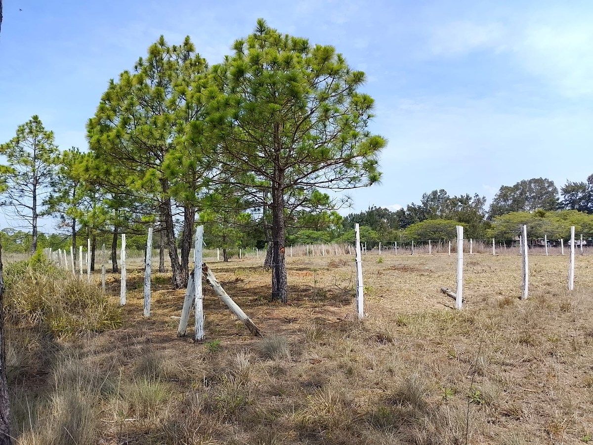 Lot in Copalar, La Trinitaria, photo 8 of 16