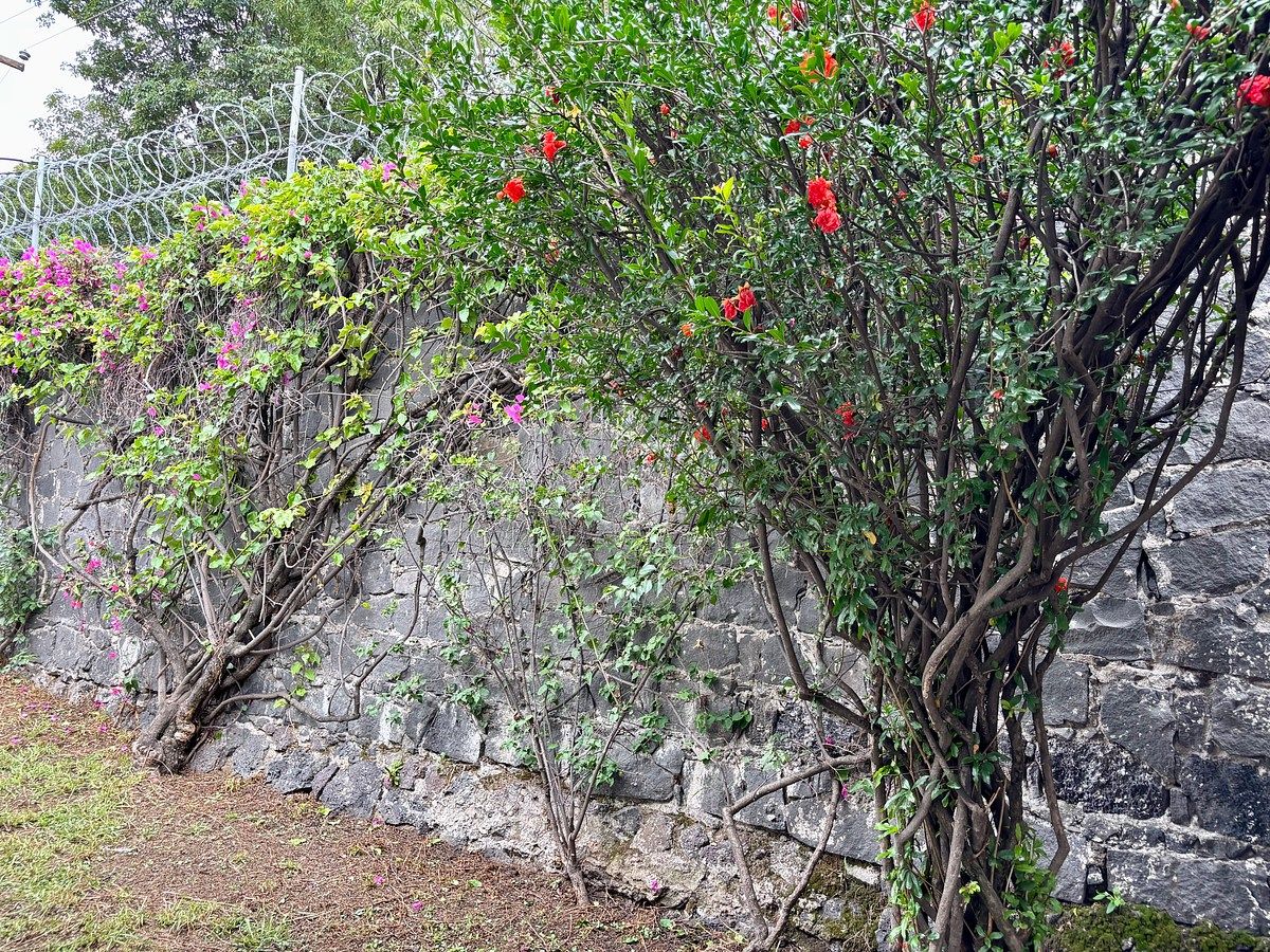 Casa em Jardines del Pedregal, Álvaro Obregón, foto 32 de 42