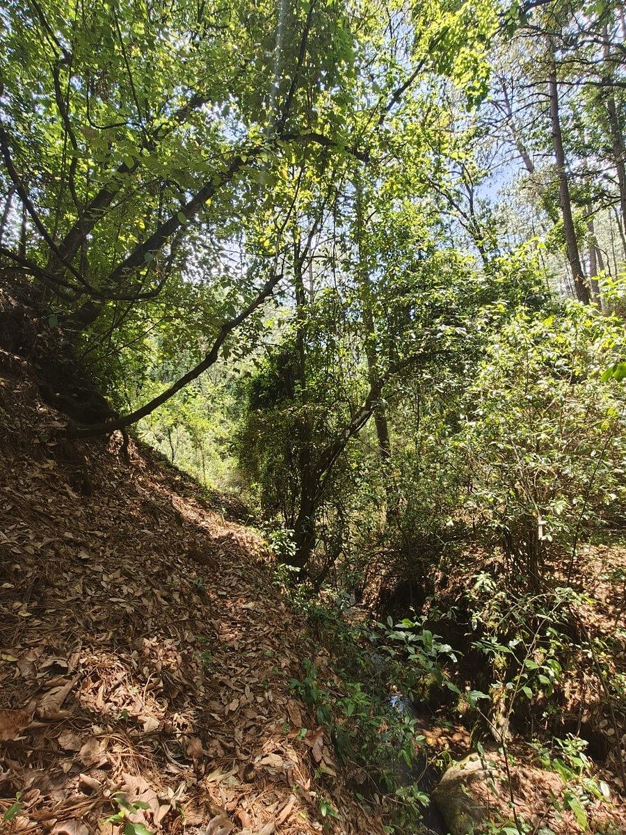 Terreno en Mazamitla, Mazamitla, foto 3 de 6
