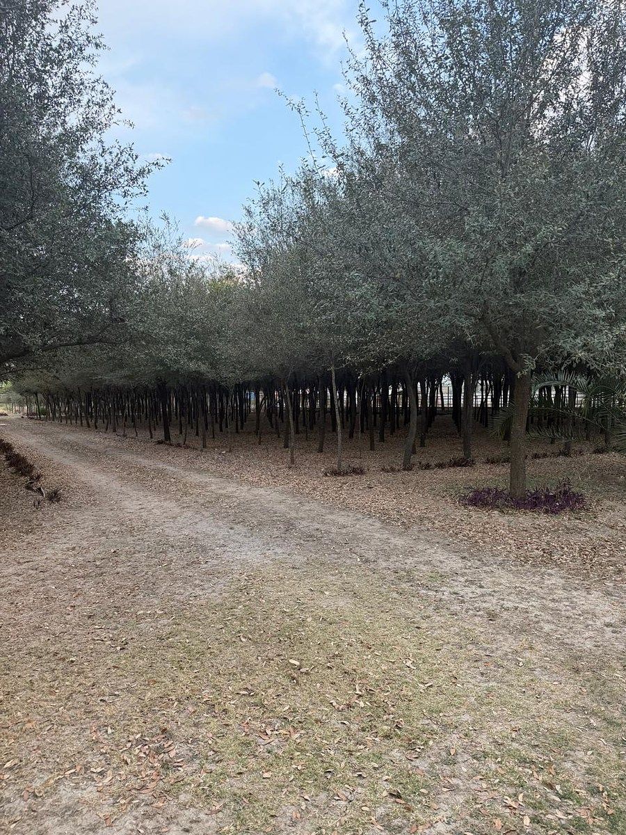 Terreno en San Antonio, Juárez, foto 3 de 13