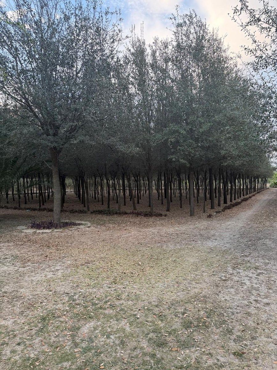 Terreno en San Antonio, Juárez, foto 4 de 13