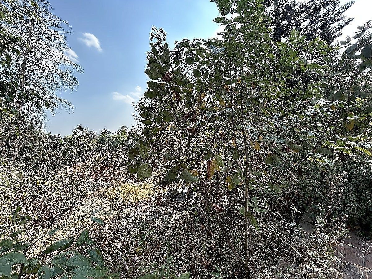 Lote em San Jerónimo Lídice, La Magdalena Contreras, foto 4 de 5