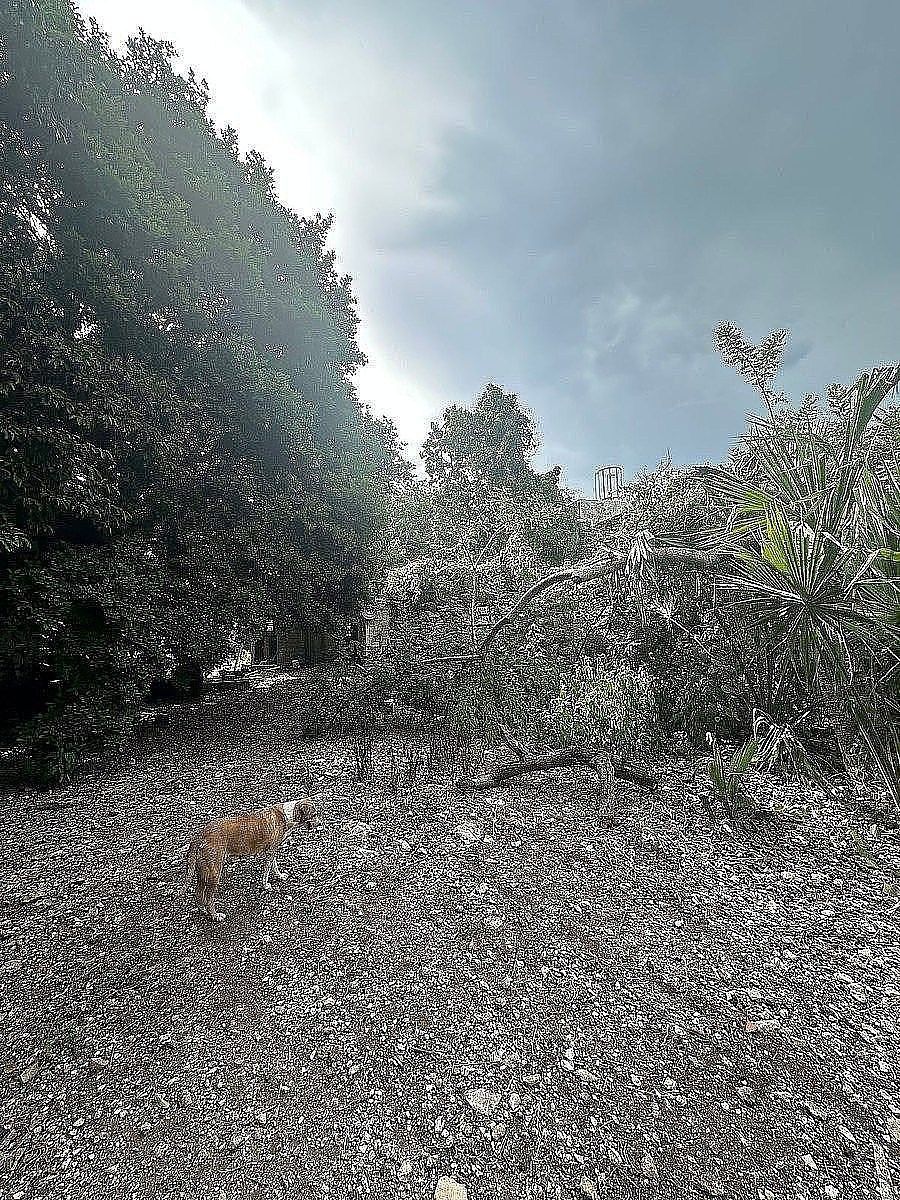 Terreno en Itzimna, Mérida, foto 4 de 7
