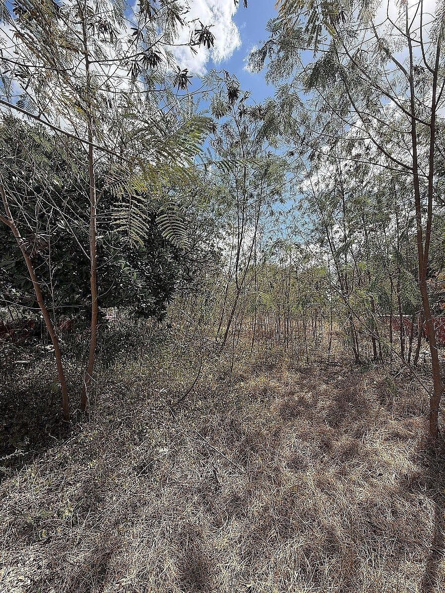 Terreno en Itzimna, Mérida, foto 4 de 8
