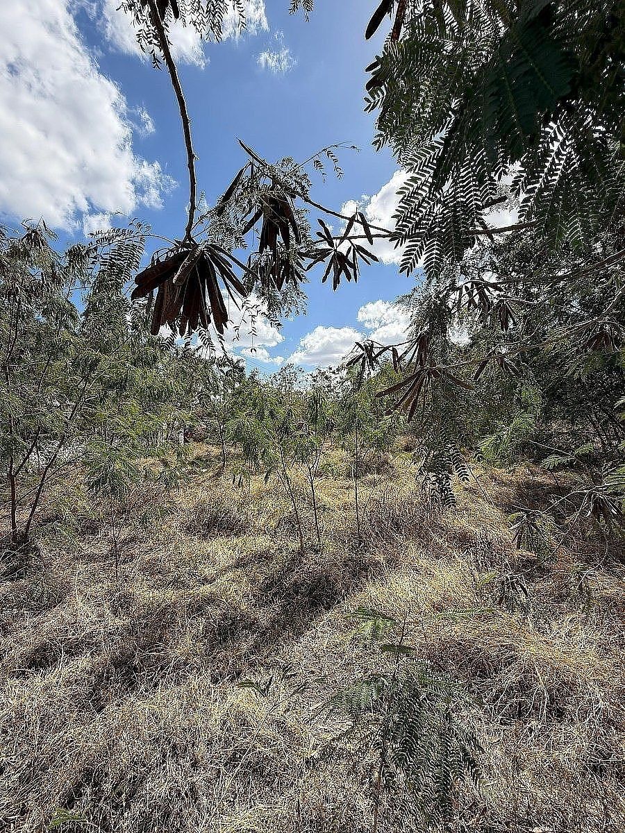 Terreno en Itzimna, Mérida, foto 8 de 8