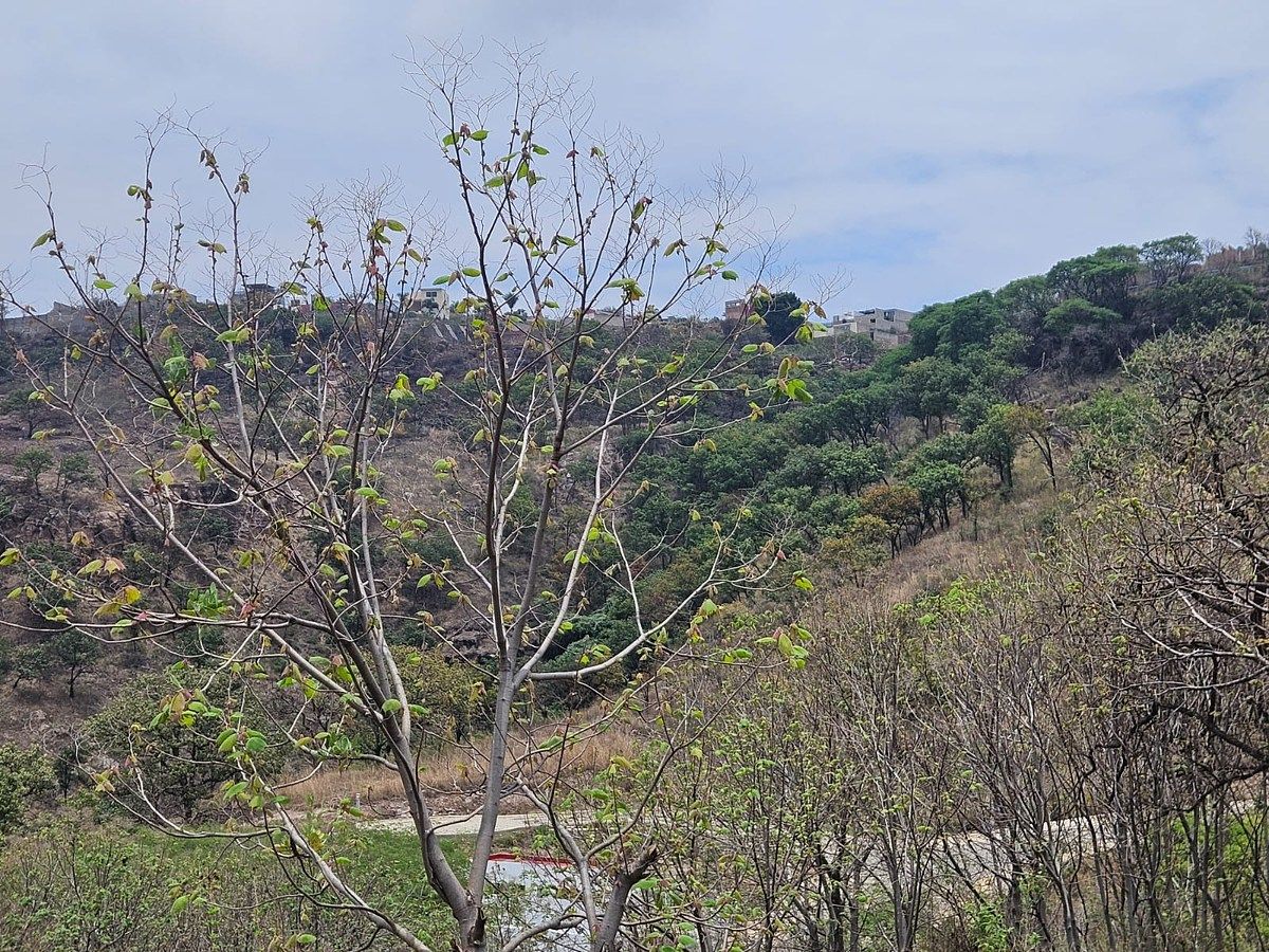 Lote em Las Cañadas, Zapopan, foto 4 de 8