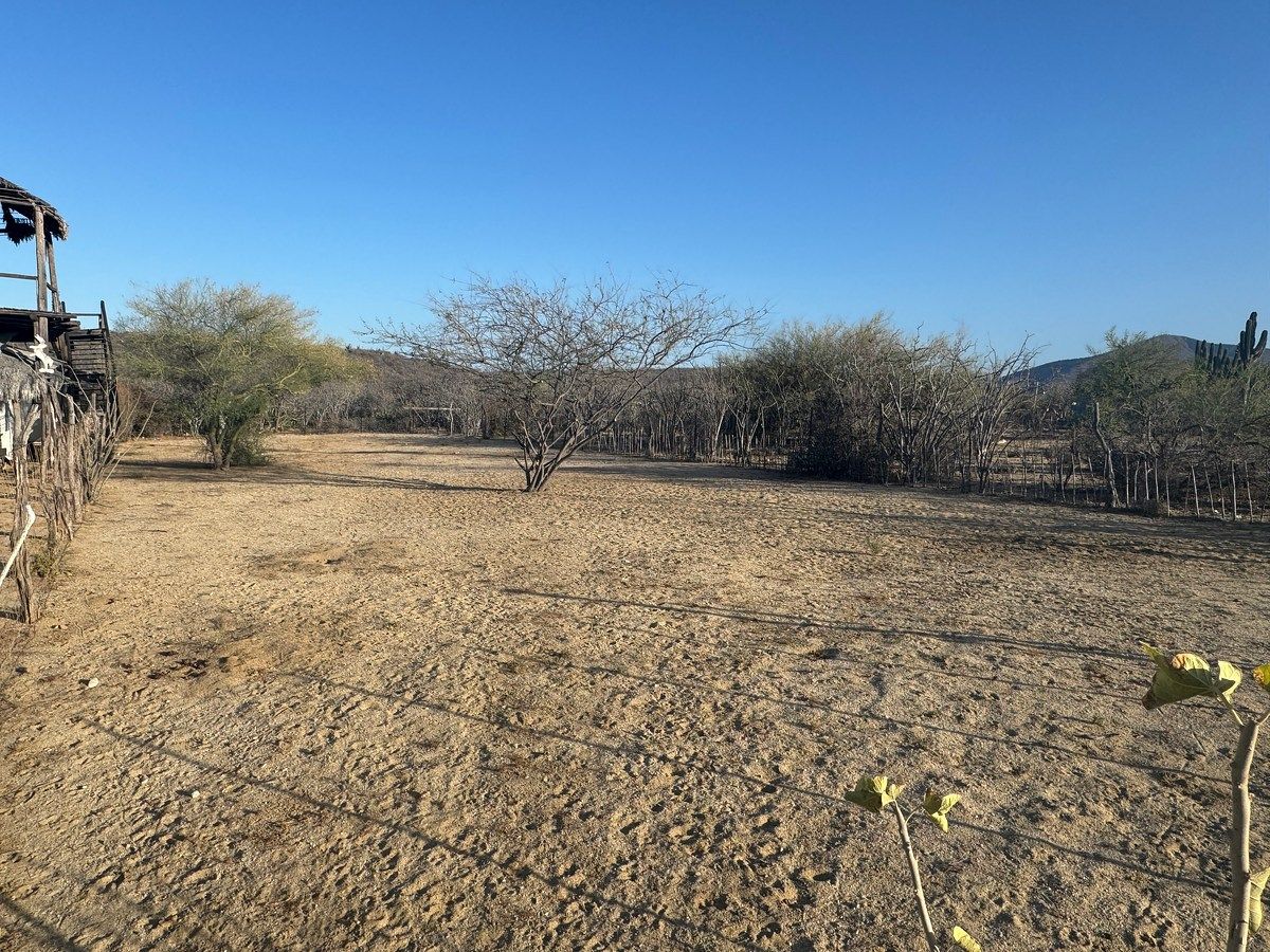 foto dentro del terreno, foto 5 de 17