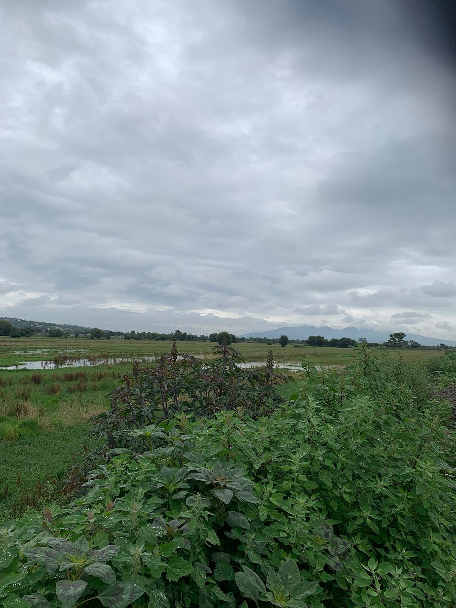 Terreno en Tenopalco, Melchor Ocampo, foto 4 de 11