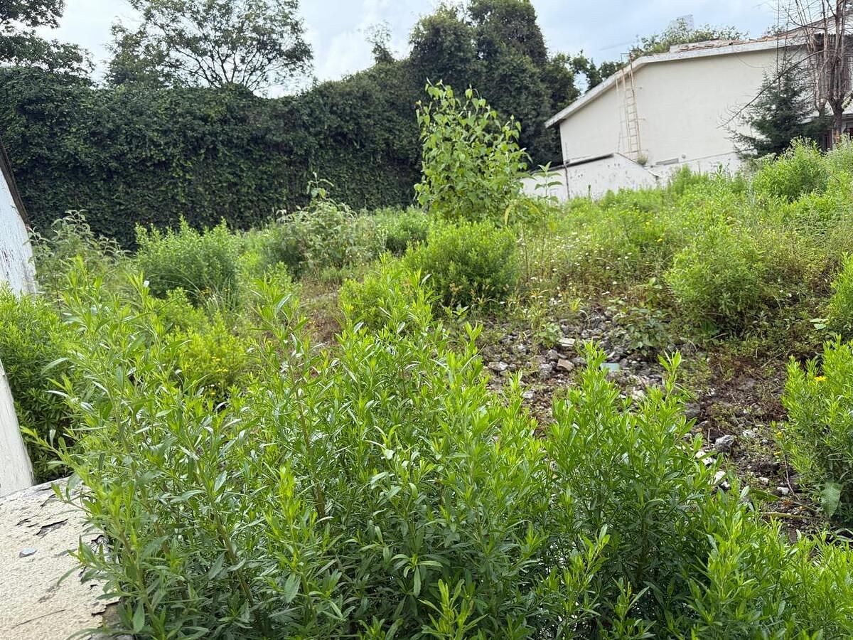Terreno en Bosque de las Lomas, Miguel Hidalgo, foto 2 de 9
