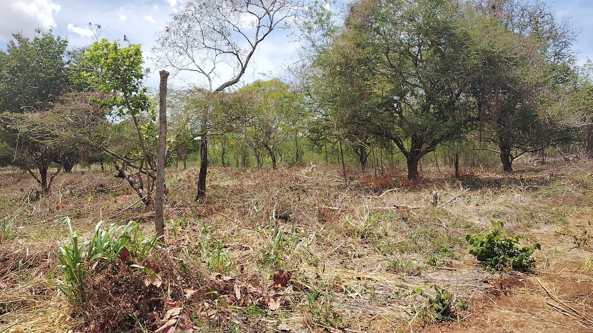 Lot in Imi, Campeche, photo 19 of 22