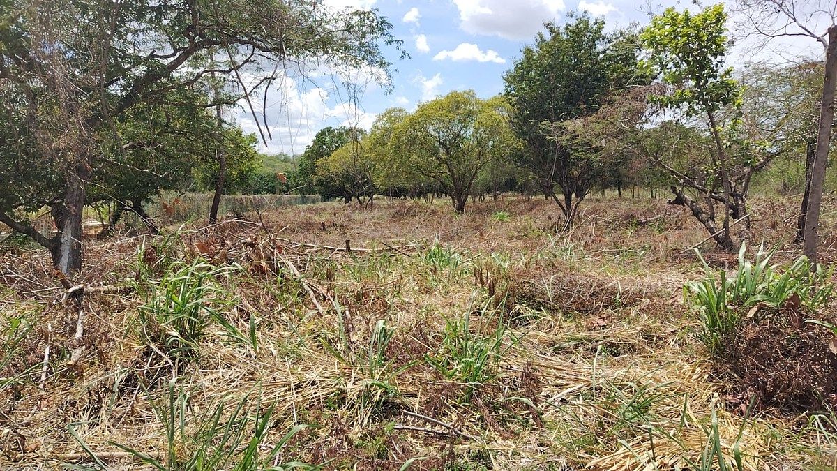 Lot in Imi, Campeche, photo 20 of 22