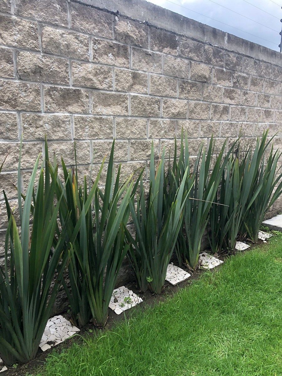 Casa em San Andrés Cholula Centro, San Andrés Cholula, foto 16 de 16